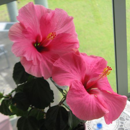 Hibiscus Bed & Breakfast ワイヒ エクステリア 写真