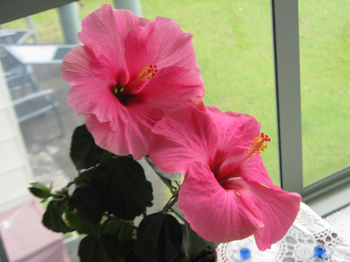 Hibiscus Bed & Breakfast ワイヒ エクステリア 写真
