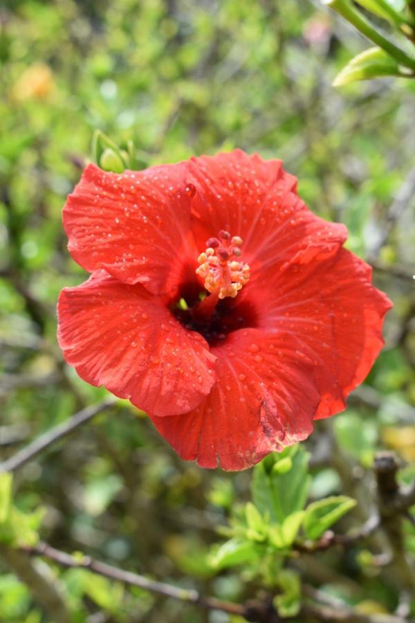 Hibiscus Bed & Breakfast ワイヒ エクステリア 写真